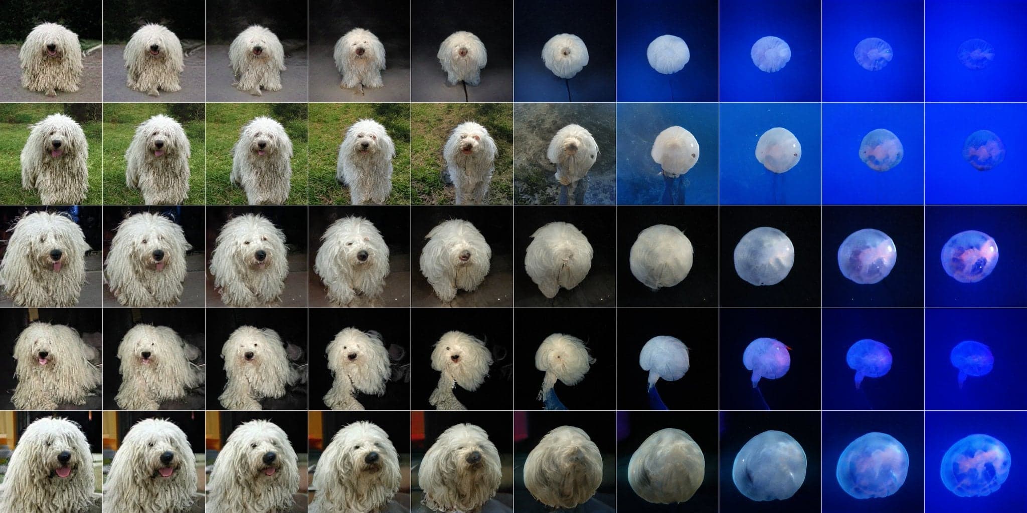 Visualisation d'interpolation BigGAN transformant progressivement un chien en méduse