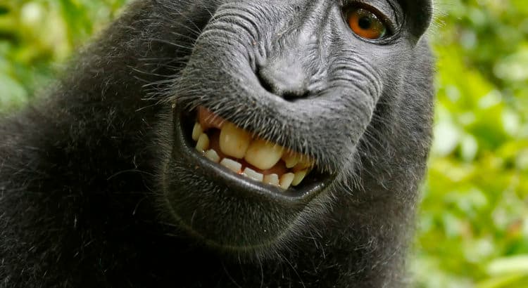 Selfie de Macaque