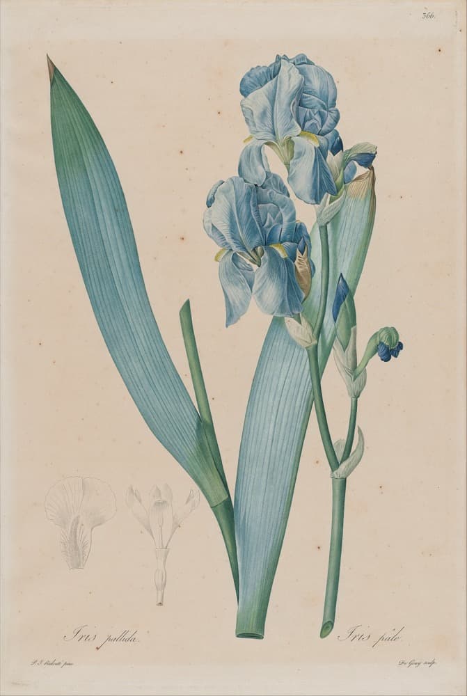 A botanical engraving of a Dalmatian iris: pale violet blooms on a tall stem above long sword-shaped leaves